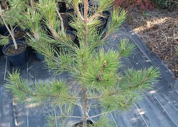 Sosna czarna duże sadzonki w doniczkach