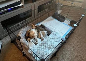 Klatka dla świnki morskiej kojec modułowy 12 paneli