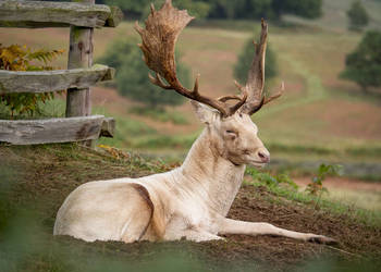 Zwierzęta z Norwegii