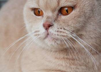 brytyjska kotka kremowa brytyjska kotka kremowa