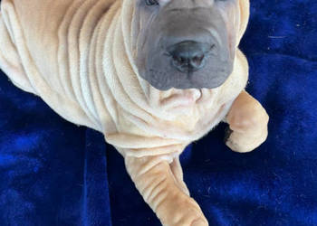 Hodowla shar pei Red Folds przedstawia szczeniąt ur.22.06.2025