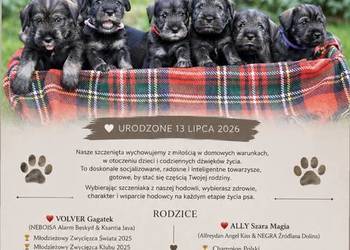 Sznaucer średni pieprz i sól z wyjatkowym rodowodem