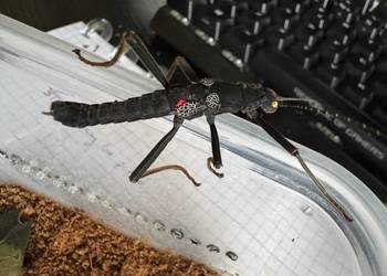 Straszyki na sprzedaż, różne gatunki, proszę pytać