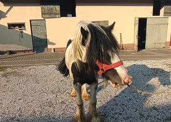 Koń rasy Tinker