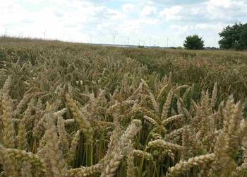 Pszenica ozima 60 ton konsumpacja