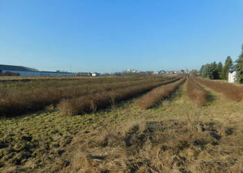 Syndyk sprzeda - Mogielnica, dz. nr 1272 i 1304