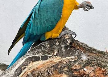 Dorosła samica Ararauna