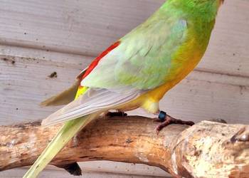 Para modrolotek szeków i świergotek