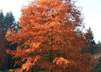 CYPRYŚNIK BŁOTNY Taxodium distichum NASIONA 160 sztuk - 10g.