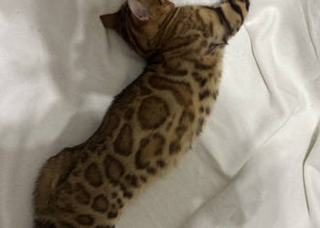 Bengalski kocur Bruno – 5-miesięczny, Golden Spotted Tabby z rodowodem