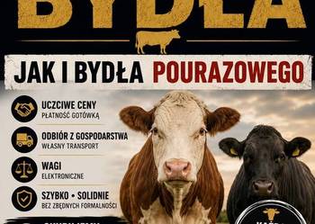 Skup bydła, cieląt oraz bydła pourazowego