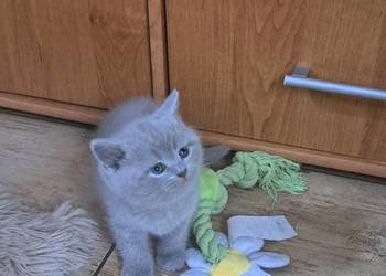 Kocięta brytyjskie liliowe z rodowodem