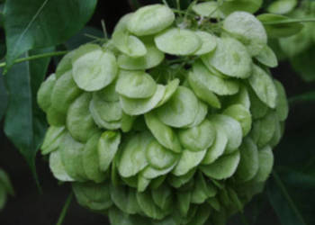 PARCZELINA TRÓJLISTKOWA Ptelea trifoliata NASIONA 320 sztuk - 10g.