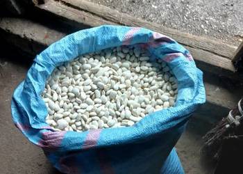 Fasola Jaś gruba gotowa pod zasiew