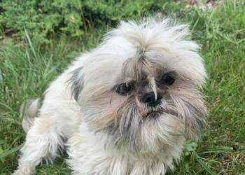 Suczka shih tzu