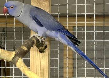 Aleksandretty Obrożne