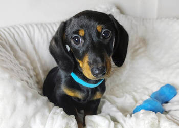 SUCZKA Jamnik krótkowłosy Czarna podpalana ASTRA Kraków