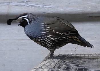 Przepiór kalifornijski