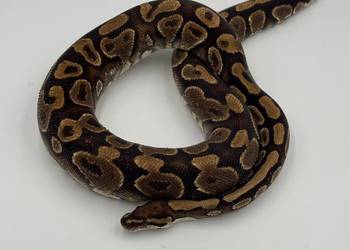 Yellow belly samica Pyton królewski/ regius wąż gad