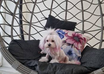 Xxs sunia maltanczyk z rodowodem