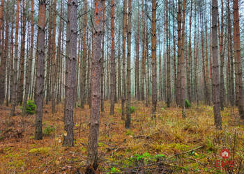 Działka 32000m2 Dubicze Cerkiewne