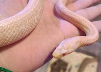 Wąż zbożowy samiec 2 letni