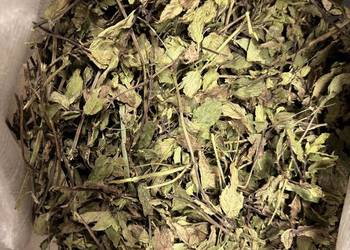 Mięta pieprzowa ziele całe młode