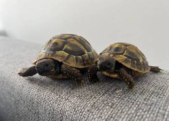 Żółw lądowy, grecki, mauretański | żółwie lądowe | wyposażenie | transport
