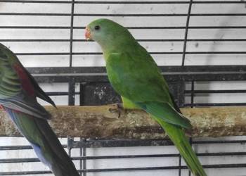 Papuga barabanda, samica