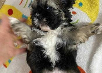 Szczeniaki shihtzu gotowe do odbioru