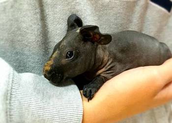 PILNE Świnka morska skinny samiczka z akcesoriami