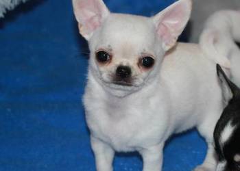 Gotowy do odbioru chihuahua krótkowłosy chłopiec ZKwP FCI