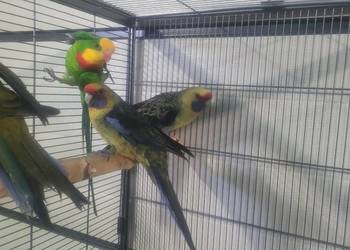 Papugi rozelle kaledońskie