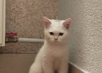 Śliczna kotka brytyjska szkocka