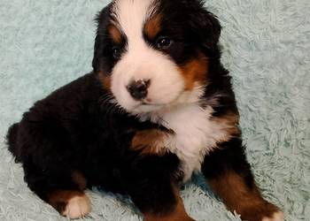 Pies Berneński Pasterski