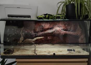 Terrarium plus pyton królewski - samiczka.
