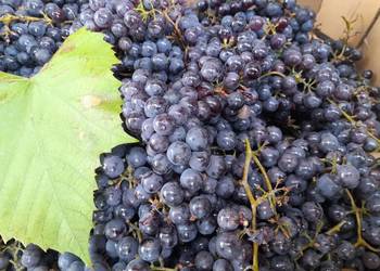 Winogron ciemny