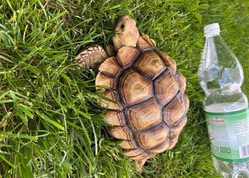 Zółw pustynny żółw lądowy centrochelys sulcata