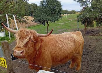 Krowy Highland stado 12szt bydło mięsne szkockie