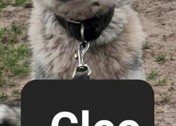 Dostępne suczki rasy Syberian husky