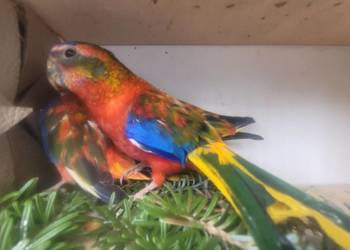 Papugi łąkowki turkusowe