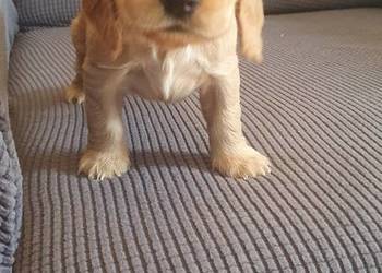Cocker Spaniel Angielski suczka