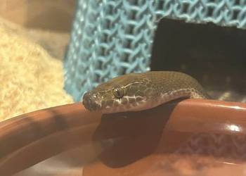 Wąż mahoniowy Samica