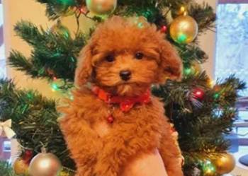 Pudel malutki pudelek Toy red ZHPR-UCI