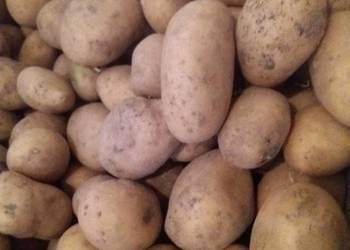 Ziemniaki soraja ,queen anna