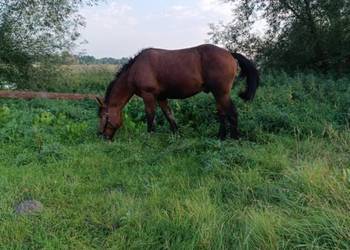 .2.5 roczny  ogier zimnokrwisty