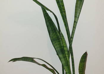 Sansewieria wysoka, sansa zielona, wysokość 80cm