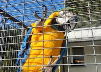 Ara Marakana Ara Arauna Para 2024r Ary