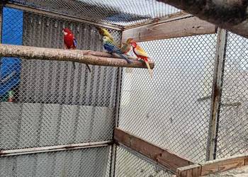 Sprzedam papugi Rozella – różne odmiany