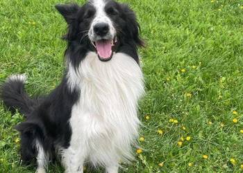 Reproduktor border collie